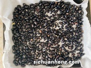 黑豆烤多久