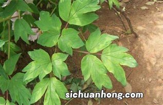 白牡丹叶片尖端老了什么样