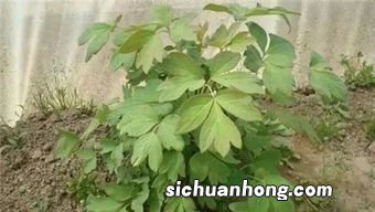 白牡丹叶片尖端老了什么样