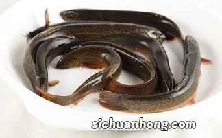 泥鳅用什么菜垫底