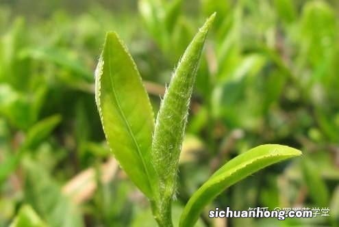 白茶干茶茸毛多呈什么颜色