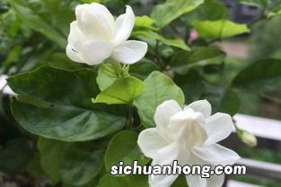 一什么茉莉花