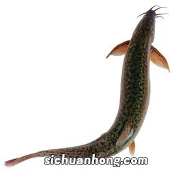 泥鳅和什么一起吃吗