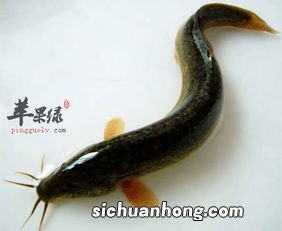 泥鳅和什么一起吃吗