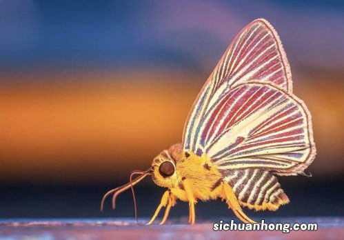 蝴蝶怎么做着吃