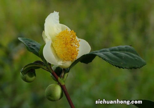 茶叶什么时候开花