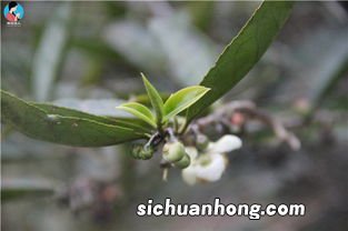 茶叶什么时候开花