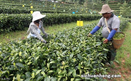 茶饼病打什么药