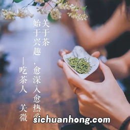 一叶知茶是什么茶