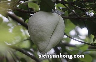 茶树果实有什么用