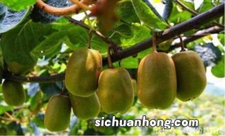 猕猴桃用什么蔬菜催熟