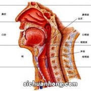 慢性咽炎有什么不能吃什么食物