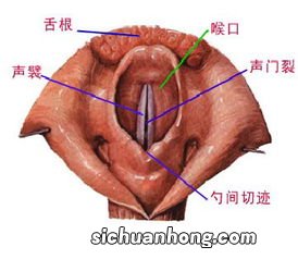 慢性咽炎能吃些什么症状