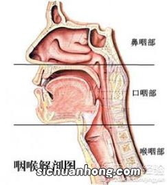 慢性咽炎能吃些什么症状