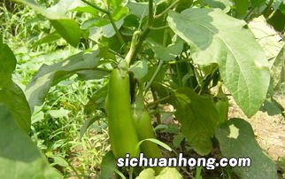 绿茄子和什么水果相克