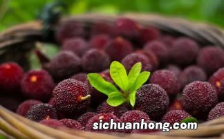 杨梅在水里可以泡多久