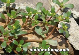 马齿苋治什么作用