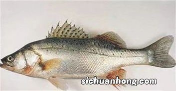 鲈鱼的功效作用是什么