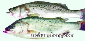 鲈鱼的功效作用是什么