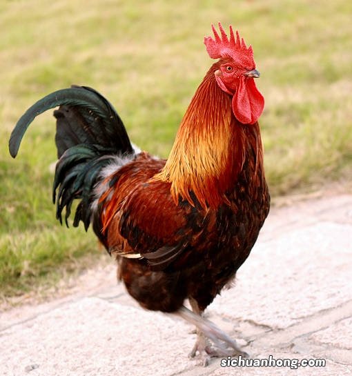 鸡睾丸要煮多久