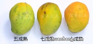 龙芒果是什么颜色