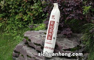 安化百两茶 一年中什么时间制作