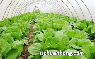 白豪能治什么