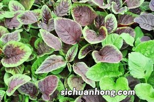 苋菜吃了多久拉红色的