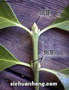 什么是顶芽