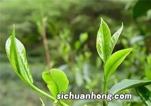 政府用什么茶叶