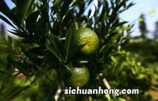 小青甘适合什么季节喝