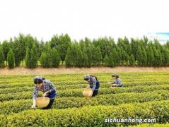 什么农药防治茶叶