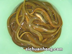 黄鳝配什么一起吃吗