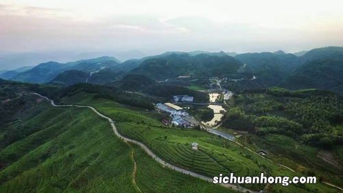 什么叫绿雪芽白茶