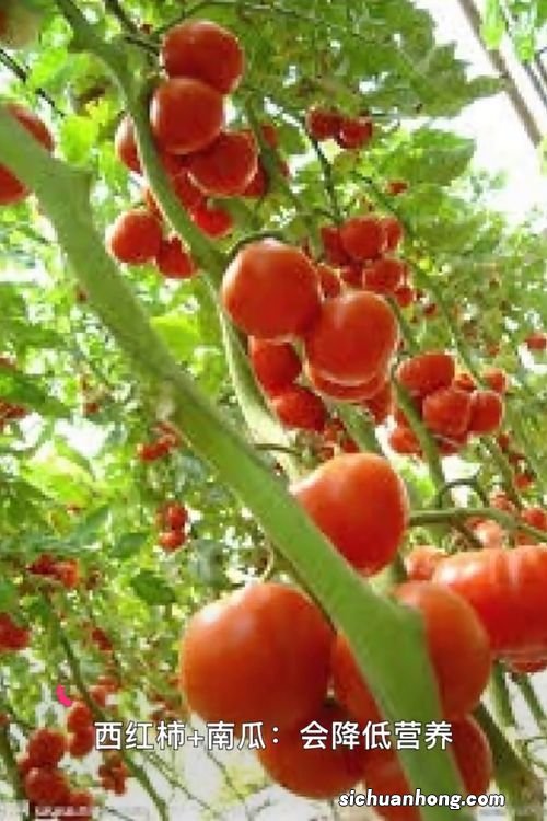 黄南瓜和什么相克相宜