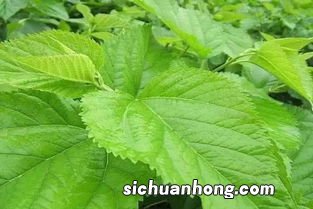 桑叶茶叶有什么功效