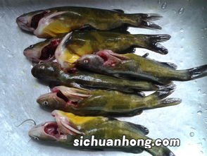 黄骨鱼吃了补什么