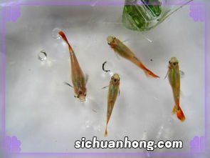 小梅鱼多久长大