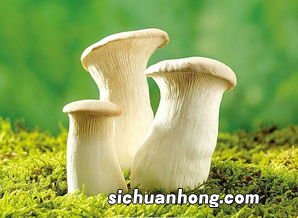 鲜蘑焯水要多久