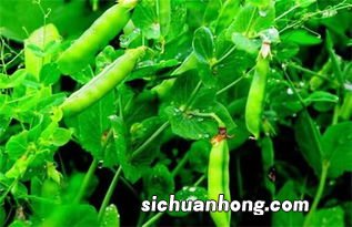 豌豆带皮保存多久