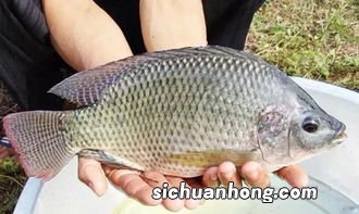 罗非鱼要蒸多久才熟