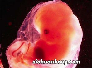 怀孕晚期后一个月能吃什么