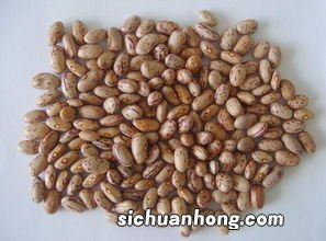 花芸豆是什么植物