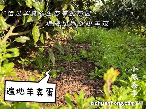 生态茶是啥意思是什么意思