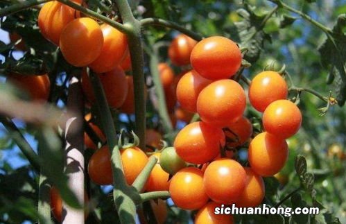 圣女果蕃荔多久才熟