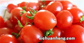 圣女果蕃荔多久才熟