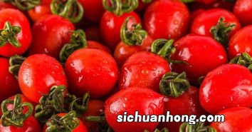 圣女果蕃荔多久才熟