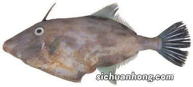 花扒皮狼子什么鱼.