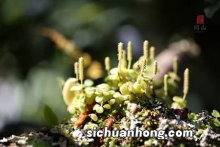 生态茶是啥意思是什么意思是什么意思