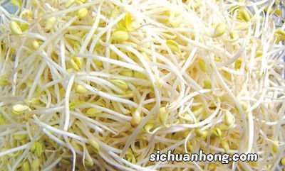 豆芽是怎么样的